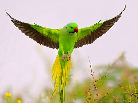 A small but lush zoological park perfect for family outings and animal lovers.