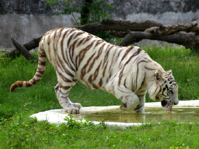 A large zoo with a lion safari and diverse wildlife, located just outside Chandigarh.