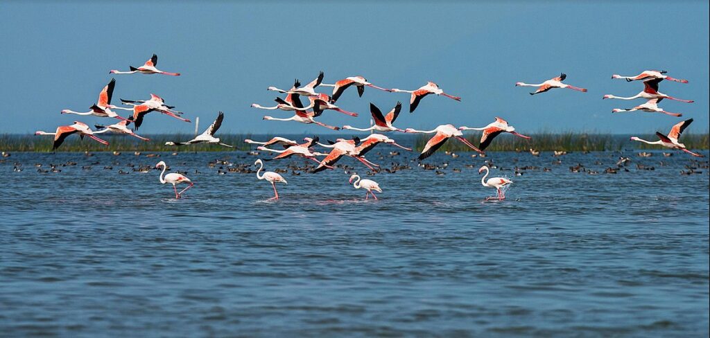 Asia’s largest brackish water lagoon, home to dolphins, flamingos, and a range of migratory birds.