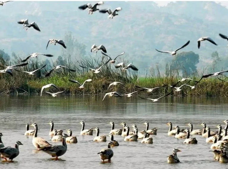A peaceful sanctuary where migratory birds from Siberia and beyond gather in winter.