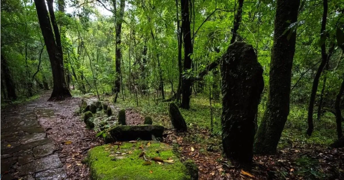 Ancient trees in Mawphlang Sacred Grove - Khasi protected forest in Meghalaya.
