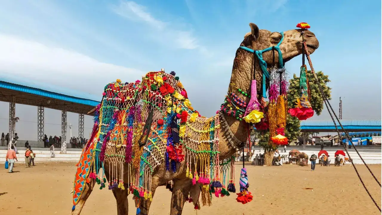Pushkar Camel Fair Rajasthan - Vibrant desert festival with decorated camels and cultural performances
