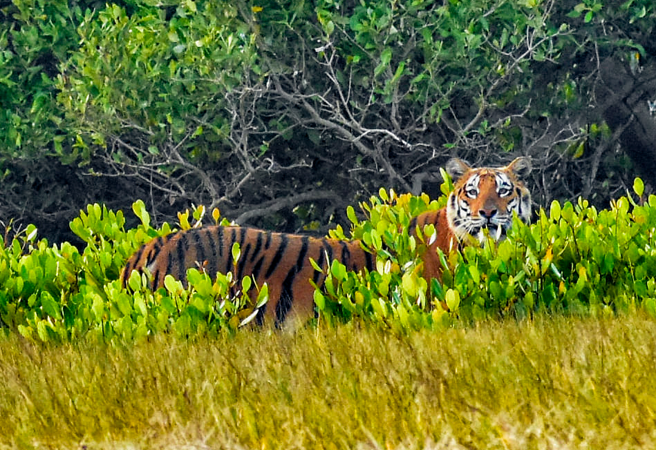 The largest mangrove forest and home to the Royal Bengal Tiger