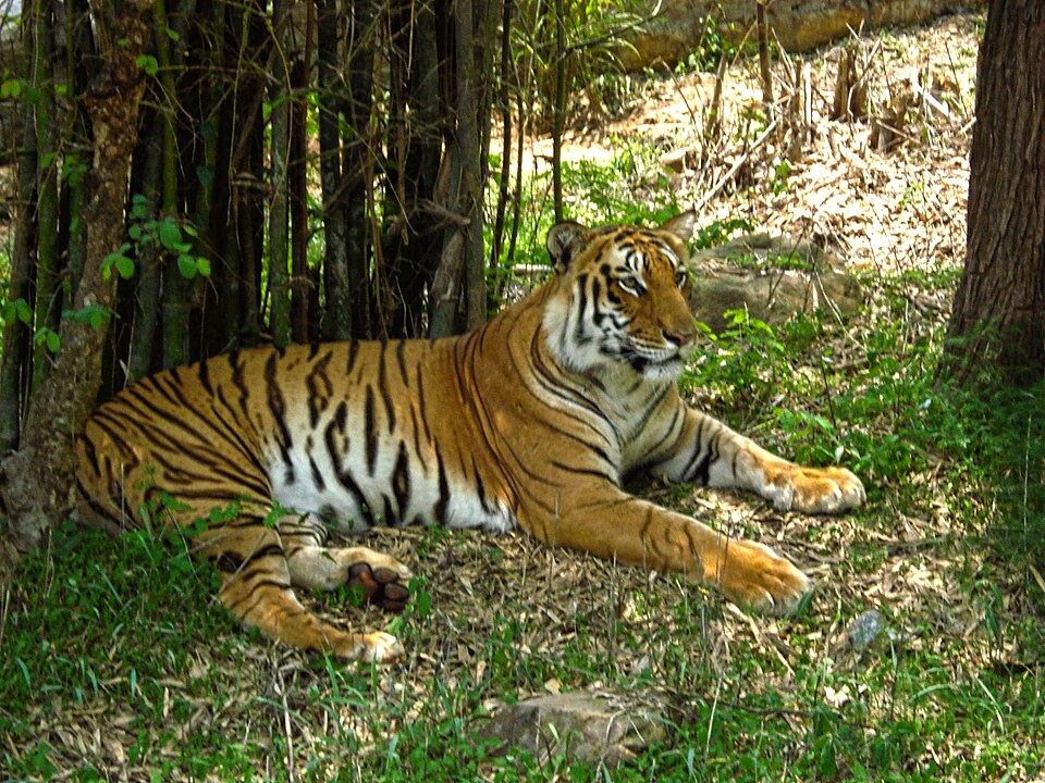 Bannerghatta Park is an adventurous and nature-filled place to visit in Bengaluru with family.