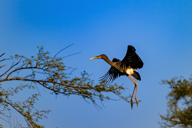 places to visit near Agra – Bharatpur Bird Sanctuary