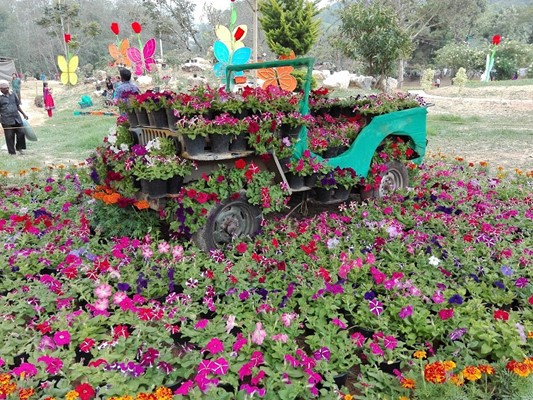 Colorful flower beds at Blossom Park – family-friendly places to visit in Munnar