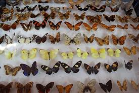 The Butterfly Museum is one of the colorful and intriguing places to visit in Shillong for nature enthusiasts.