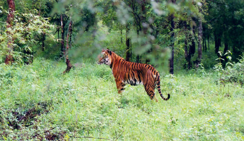 Trek trail to Buxa Fort through forest – adventure destination in West Bengal
