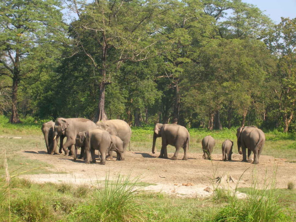 Dense forest trail in Chilapata – lesser-known wildlife destination in West Bengal