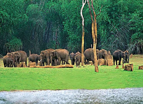 Diverse flora and fauna at Chinnar near Munnar.