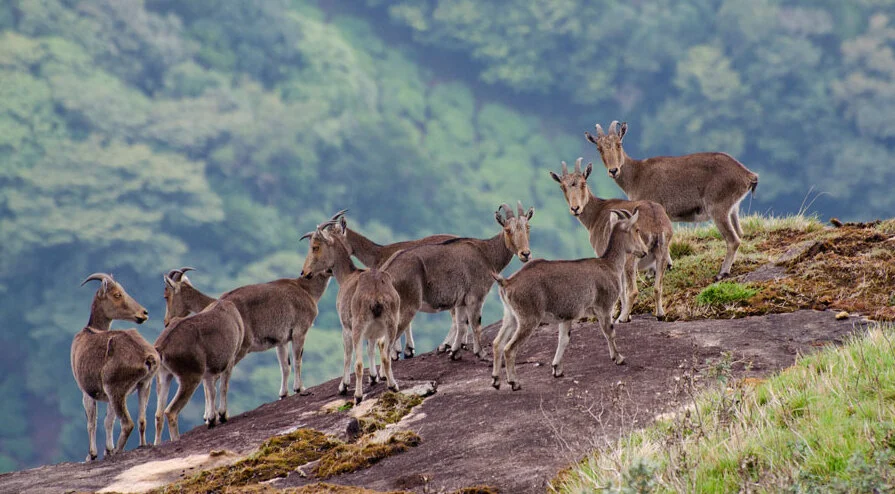 Nilgiri Tahr at Eravikulam National Park – one of the best places to visit in Munnar for wildlife and Neelakurinji flowers