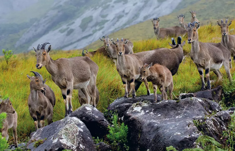 Lush green landscapes and wildlife in Munnar’s famous national park.