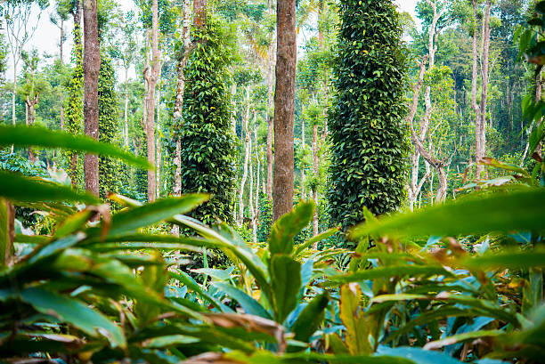Lush Goan spice plantation tour – walking through tropical farms, smelling fresh spices, and enjoying a traditional Goan buffet lunch.