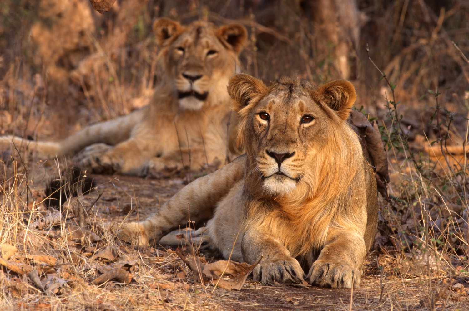 Asiatic lions roaming in Gir National Park, Gujarat