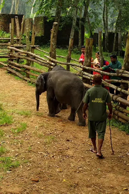 Kodanad Elephant Center, a unique place to visit near Kochi for wildlife encounters.