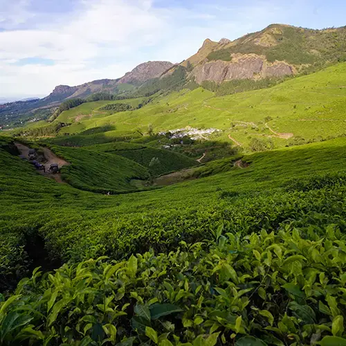 Sunrise at Kolukkumalai Tea Estate – highest organic tea places to visit near Munnar