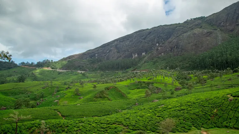Tea gardens at Lockhart Gap viewpoint – hidden gem places to visit near Munnar