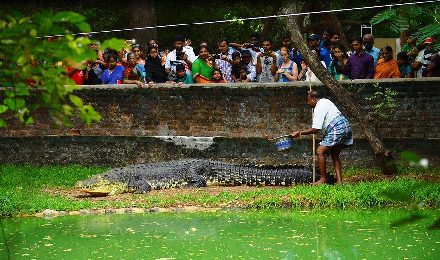 Crocodile enclosure at Madras Crocodile Bank Trust, an educational place to visit in Chennai.