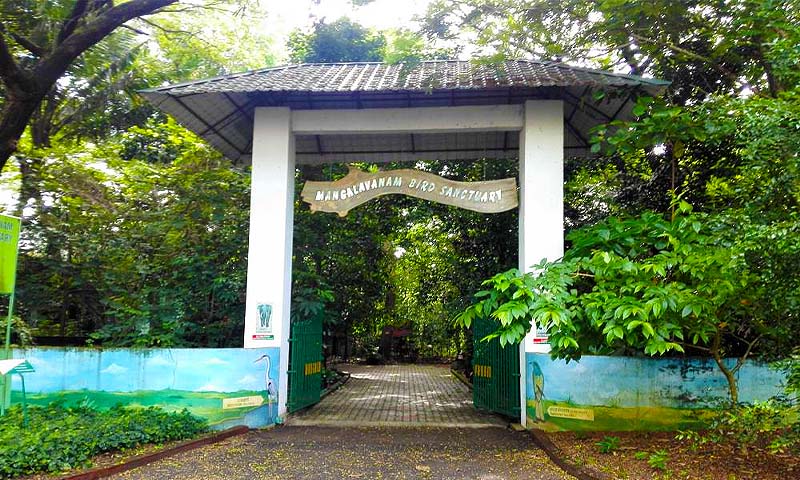 Mangalavanam bird sanctuary, a green place to visit in Kochi for migratory birds.