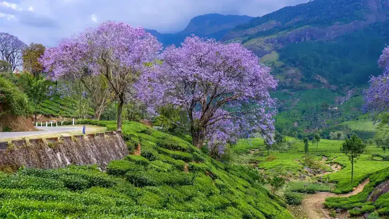 Colorful flower gardens blooming in Munnar’s cool climate.