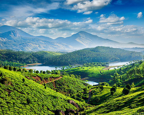 Lush green tea plantations of Munnar, Kerala a picturesque hill station.