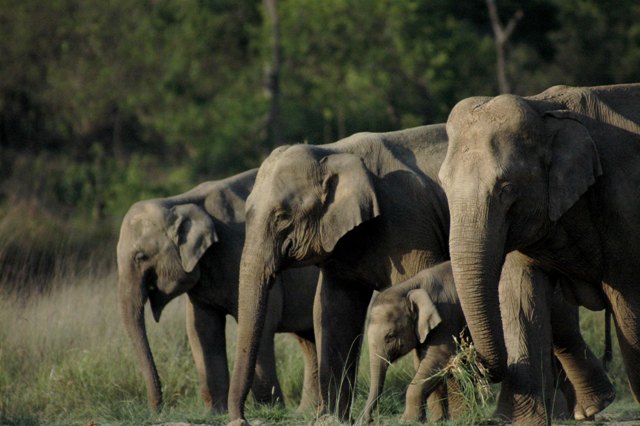 Spot wildlife at Rajaji National Park near Rishikesh, a haven for nature lovers.
