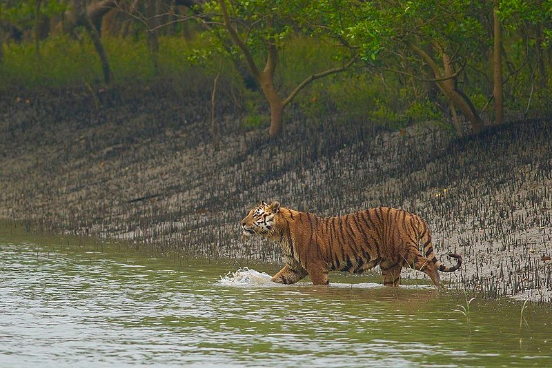 Mangrove forest and Royal Bengal Tiger in Sundarbans – UNESCO site in West Bengal