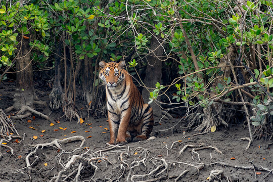 Explore the breathtaking Sundarbans, among the most incredible places to visit near Kolkata, home to the majestic Royal Bengal Tigers and rich mangrove forests
