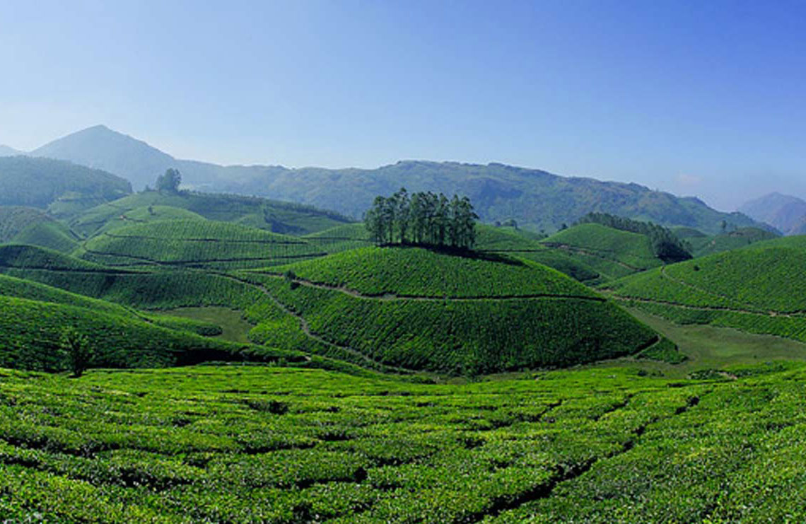 Vast tea plantations carpeting Munnar’s hills.