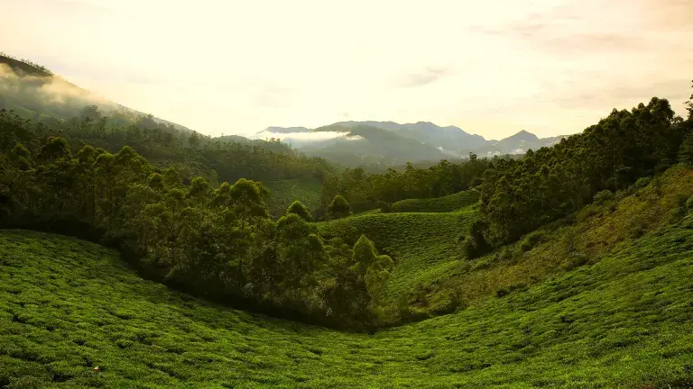 Aerial view of lush tea plantations in Munnar – top places to visit in Munnar for tea lovers
