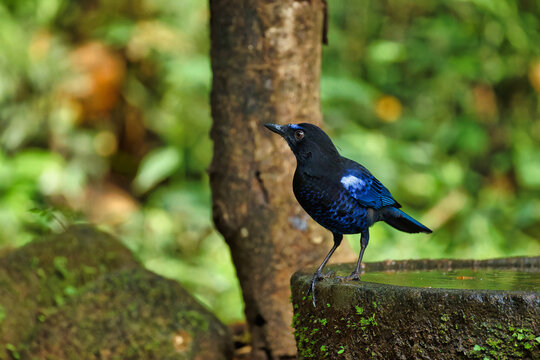 Thattekad Bird Sanctuary, a top place to visit near Kochi for rare avian species.
