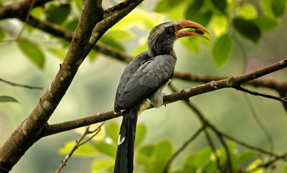 Malabar grey hornbill in Thattekad – birdwatching places to visit near Munnar