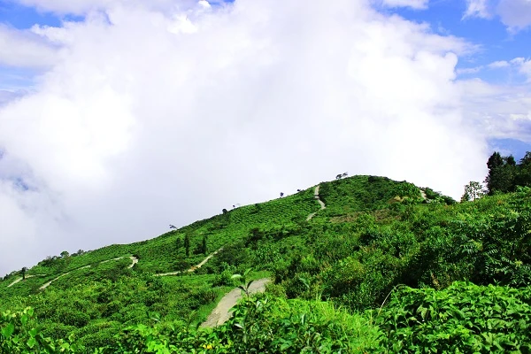 Tea gardens and orange orchards in Tinchuley – eco-friendly village in West Bengal