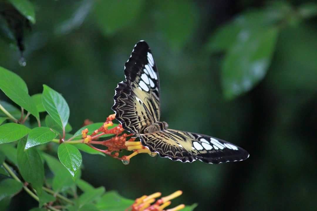 Exotic butterflies at Munnar’s Butterfly Safari Park.