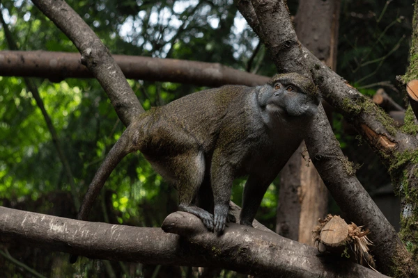 Lush greenery and wildlife at Allen Forest Zoo in Kanpur.