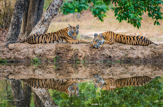Bandhavgarh National Park, a top place to visit in Madhya Pradesh for tiger safaris and wildlife adventures.