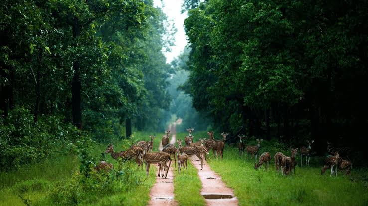 Wildlife roaming freely in Barnawapara Sanctuary, Chhattisgarh.