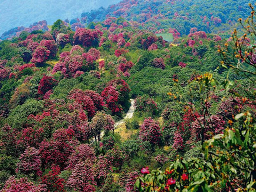 A vibrant floral sanctuary with fewer crowds than Yumthang.