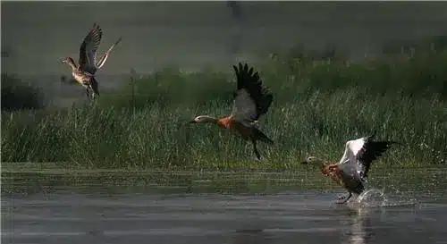 Bordoibam Bilmukh Bird Sanctuary - among the best wetland places to visit in Assam for migratory birds and peaceful nature walks