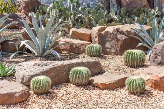Asia's largest succulent collection at unique places to visit in Haryana, Chandigarh