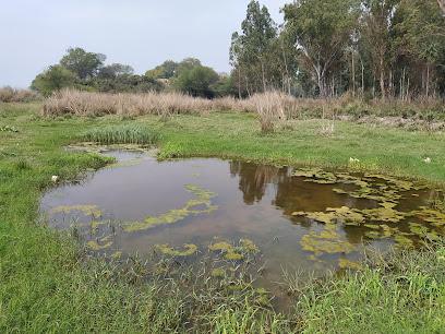 Peacock forest among biodiverse