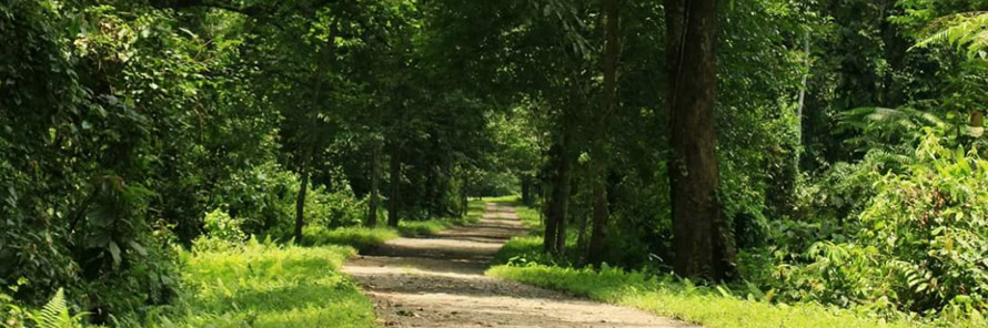 Rainforest places to visit in Assam with clouded leopards