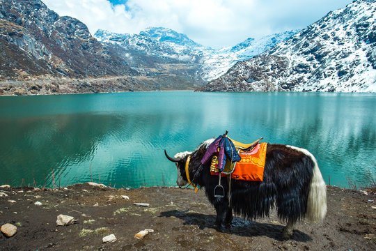 Gangtok, one of the best places to visit in Sikkim, featuring panoramic views of Kanchenjunga and vibrant markets.