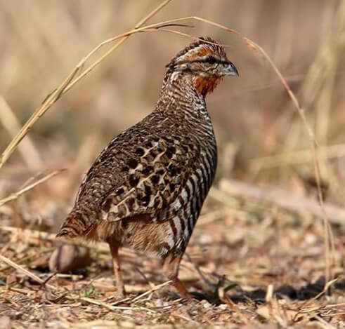 Ghosu Bird Sanctuary provides unique places to visit in Nagaland for Amur falcon sightings each winter.
