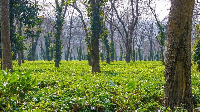 Colonial-era tea estates and research center