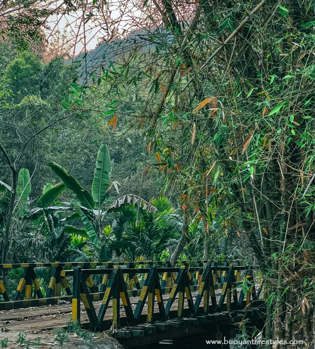 Golden langur habitats among top places to visit in Assam