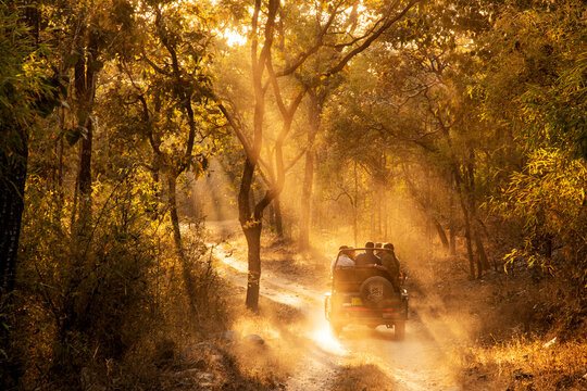 Kanha National Park, one of the best places to visit in Madhya Pradesh for jungle book landscapes and rare barasingha deer.