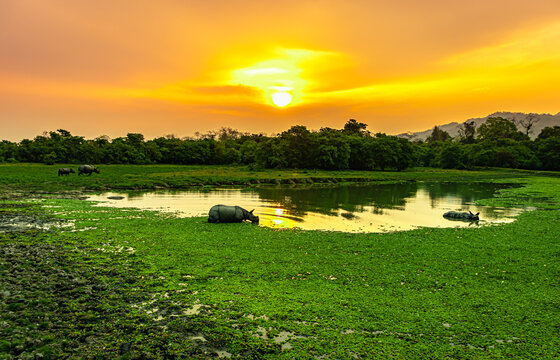 One of the top places to visit in Assam for wildlife lovers
