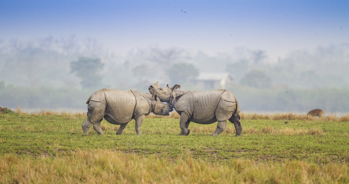 One-horned rhino in Assam's Kaziranga UNESCO park