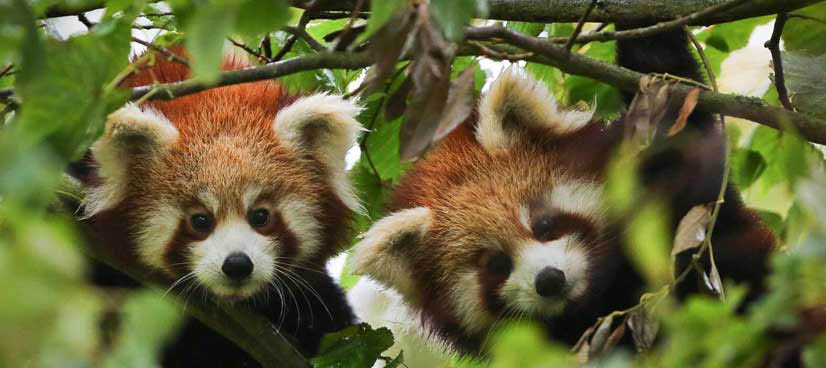 A UNESCO-listed biodiverse park with rare wildlife and trekking trails.